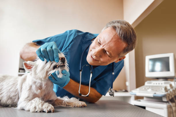 Best Emergency Root Canal Treatment in San Rafael, CA